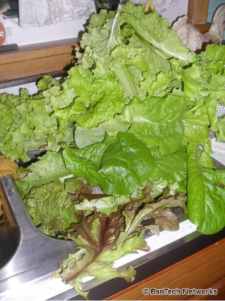 Lettuce Harvest